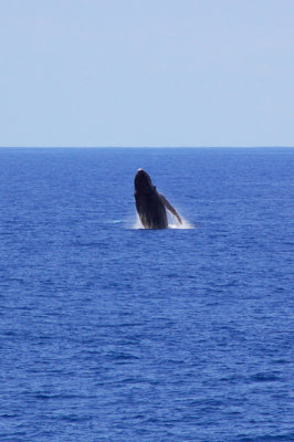 Breaching whale at South Point