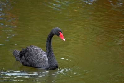 Black swan