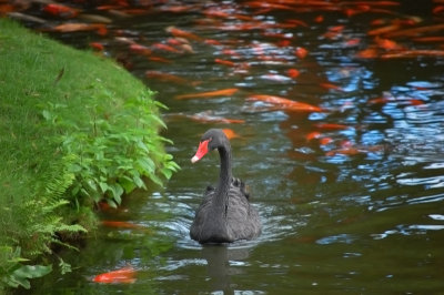 Swan and goldfish