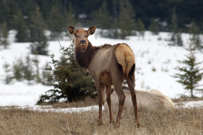 Cow elk