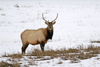 Bull elk