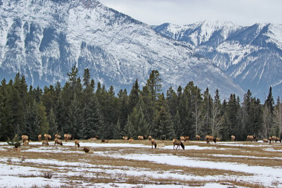 Herd of elk