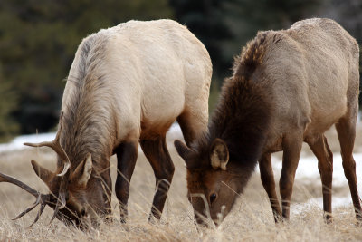 Grazing