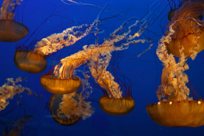 Jellyfish