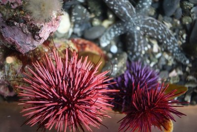Technicolour urchins