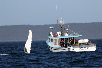 Brier Island whale cruise