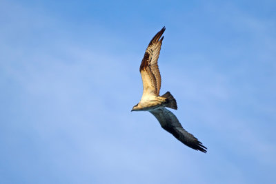 Osprey in flight