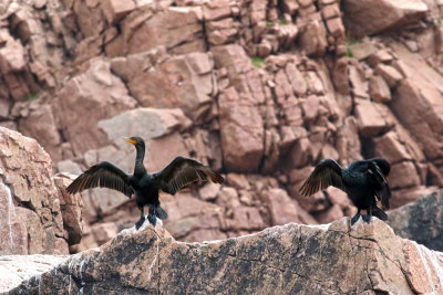 Cormorants