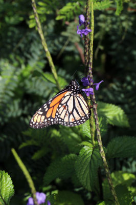 Monarch butterfly near 'Opaeka'a Falls