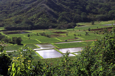 Taro fields from Hanalei Lookout