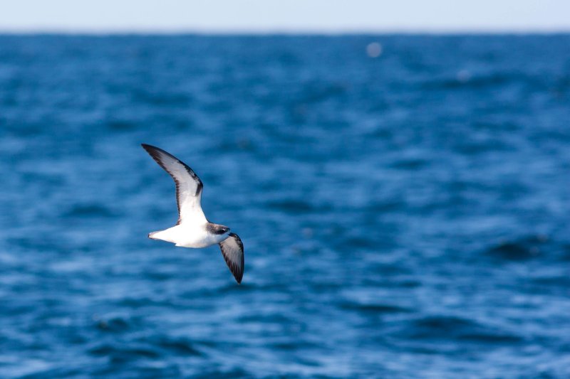 Cooks Petrel 