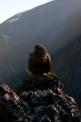 Kea 