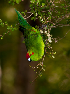 Red-fronted Parakeet 