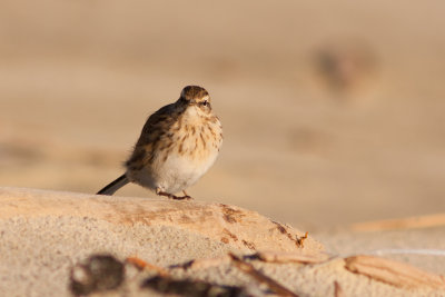 New Zealand Pipit 