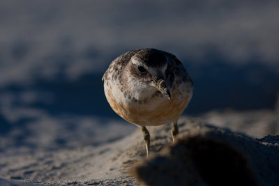 New Zealand Dotteral 