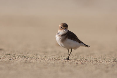 Duoble-bandad Plover 