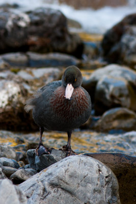 Blue Duck