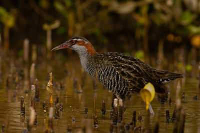 Banded Rail
