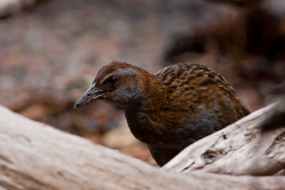Weka 