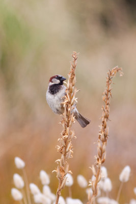 House Sparrow 