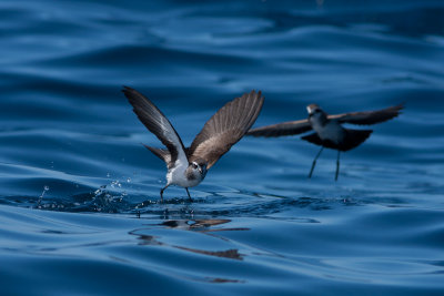 White-faced storm petrel 