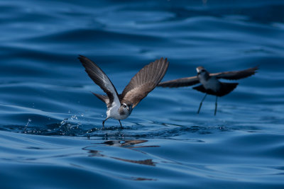 White-faced storm petrel