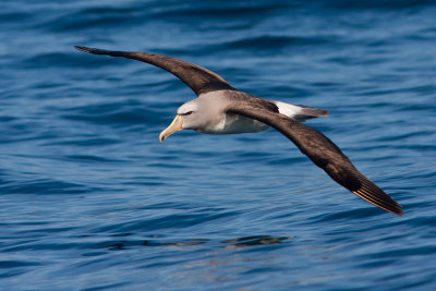 Salvin's Albatross 