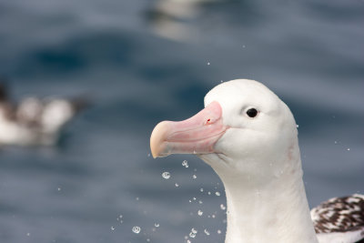 Southern Royal Albatross 