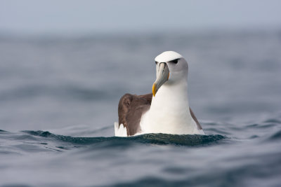 White-Capped Albatross 