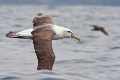 White-Capped Albatross 
