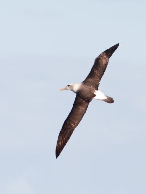 White-capped Albatross 