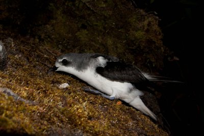 Cook's Petrel