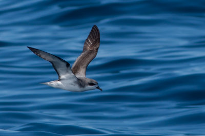 Cook's Petrel 