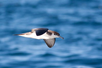 Buller's Shearwater