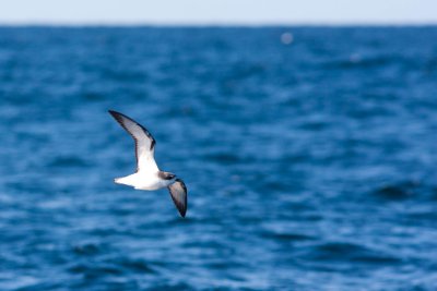 Cook's Petrel 