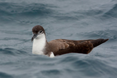 Buller's Shearwater