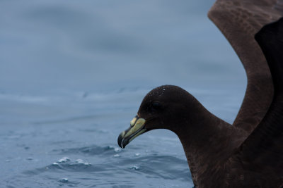 Black Petrel