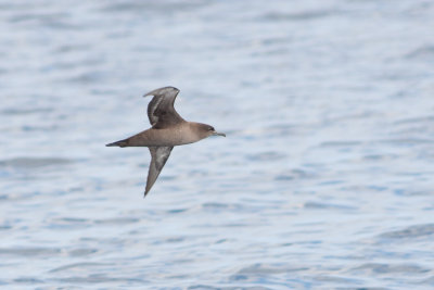 Sooty Shearwater