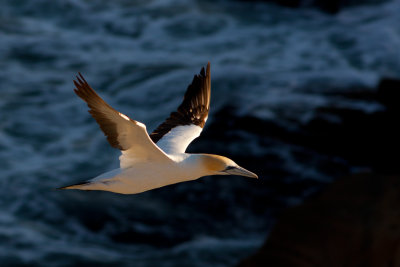 Australasian Gannet