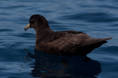 Black Petrel