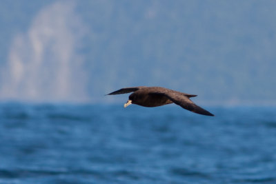 White-chinned Petrel