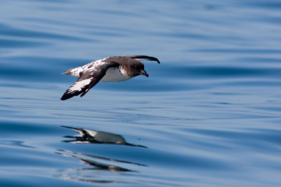 Cape Petrel
