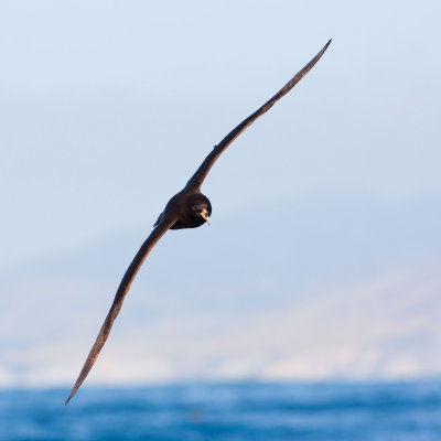 White-chinned Petrel