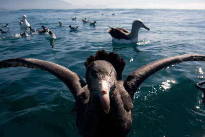Northern Giant Petrel