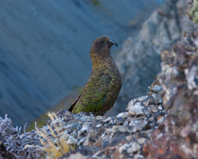 Birds in New Zealand 