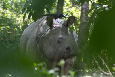 Indian rhinoceros