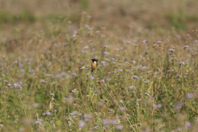 Siberian Stonechat 