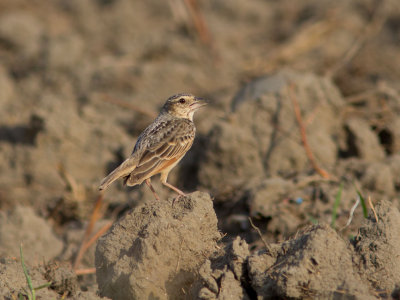 Bengal bush lark