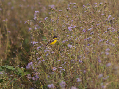 Yellow-browed Bunting 