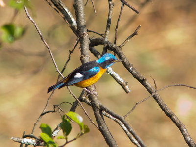 Blue-capped Rock Thrush 